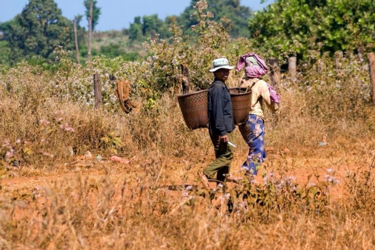 កសិករនៅខេត្តរតនគិរី ប្រទេសកម្ពុជាប្រឈមនឹងបំណុលវ័ណ្ឌកពីកម្ចីមីក្រូហិរញ្ញវត្ថុ ខណៈដែលមានការរាយការណ៍ថាអ្នកខ្ចីប្រាក់រងការគំរាមកំហែងពីមន្ត្រីឥណទានពីស្ថាប័នមីក្រូហិរញ្ញវត្ថុ នានាដូចជា LOLC Cambodia ជាដើម។​ (រូបភាពដោយ៖ John Brown / Alamy)