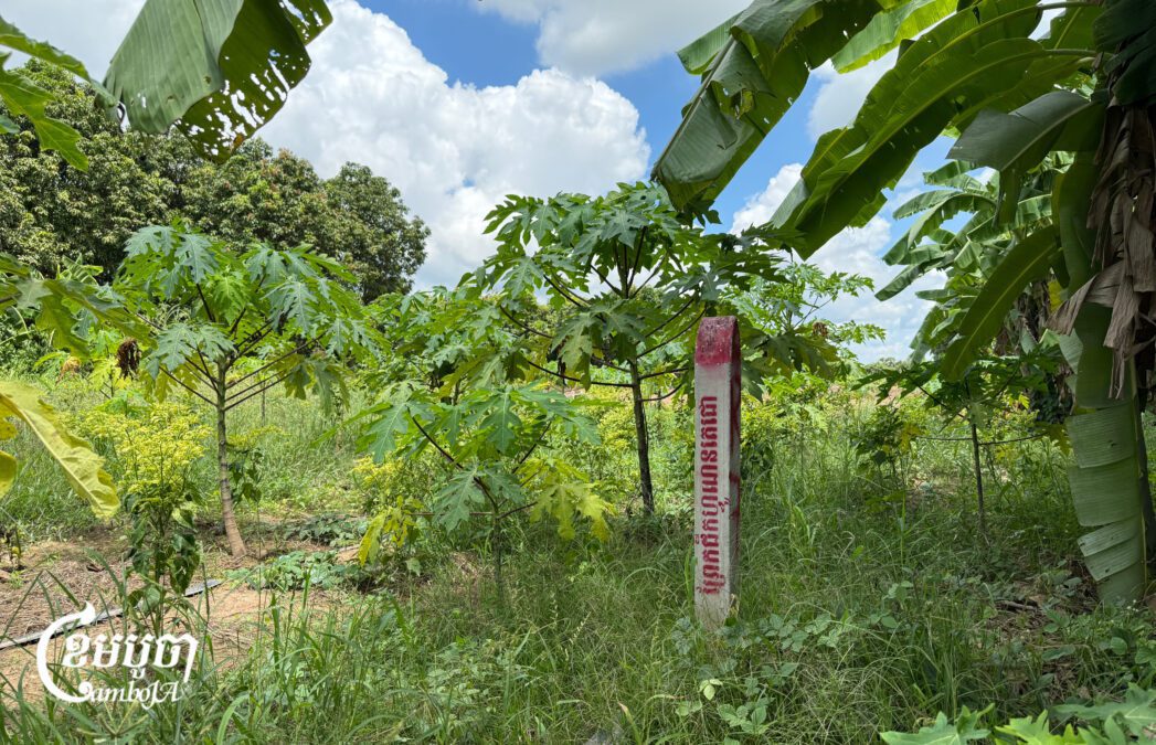បង្គោល​ព្រំ​សម្រាប់​គម្រោង​ព្រែកជីកហ្វូណន​តេជោ ស្ថិត​នៅ​ក្នុង​ចម្ការ​ក្នុង​ស្រុក​កៀនស្វាយ ខេត្ត​កណ្តាល។ រូបថតថ្ងៃទី៦ ខែឧសភា ឆ្នាំ២០២៥។ (ខេមបូចា/ស៊ើង និមល់)