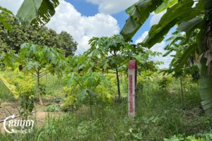 បង្គោល​ព្រំ​សម្រាប់​គម្រោង​ព្រែកជីកហ្វូណន​តេជោ ស្ថិត​នៅ​ក្នុង​ចម្ការ​ក្នុង​ស្រុក​កៀនស្វាយ ខេត្ត​កណ្តាល។ រូបថតថ្ងៃទី៦ ខែឧសភា ឆ្នាំ២០២៥។ (ខេមបូចា/ស៊ើង និមល់)